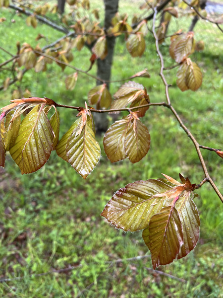 ARBORETUM w SPLEJKOWO