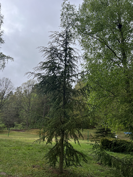 ARBORETUM w SPLEJKOWO