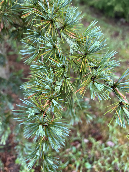 ARBORETUM w SPLEJKOWO