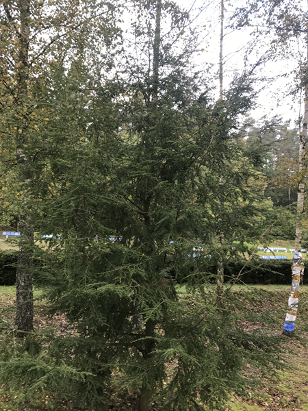 ARBORETUM w SPLEJKOWO