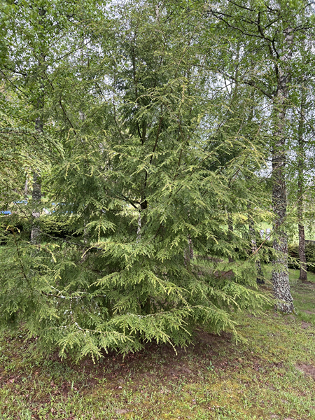 ARBORETUM w SPLEJKOWO