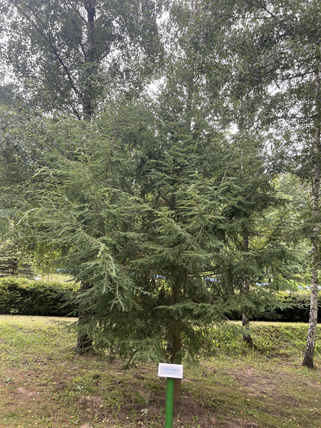 ARBORETUM w SPLEJKOWO