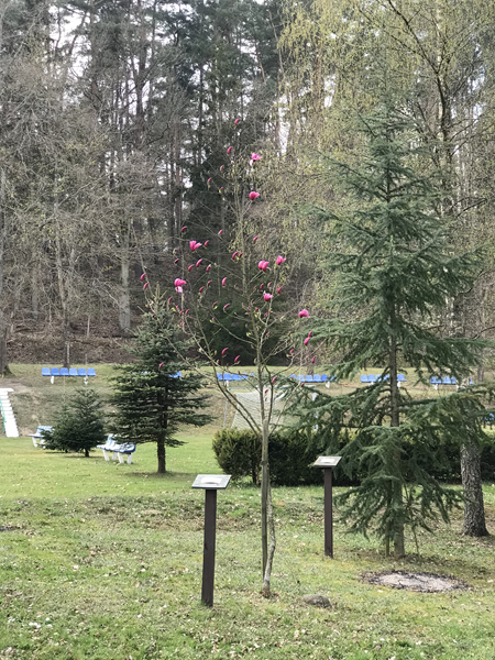 ARBORETUM w SPLEJKOWO