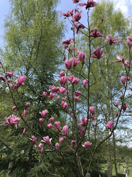 ARBORETUM w SPLEJKOWO
