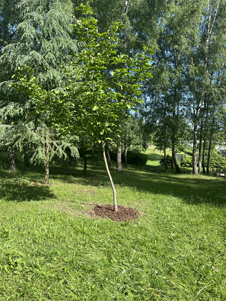ARBORETUM w SPLEJKOWO