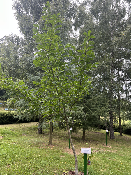 ARBORETUM w SPLEJKOWO