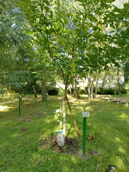 ARBORETUM w SPLEJKOWO