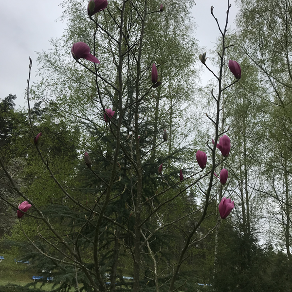 ARBORETUM w SPLEJKOWO