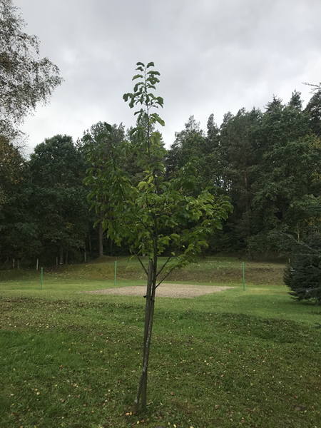 ARBORETUM w SPLEJKOWO