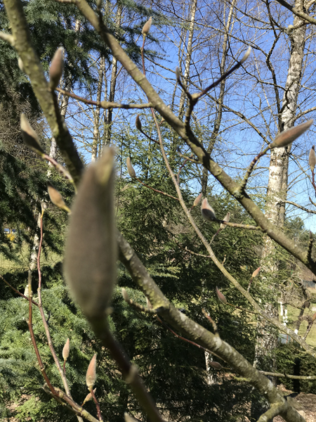 ARBORETUM w SPLEJKOWO