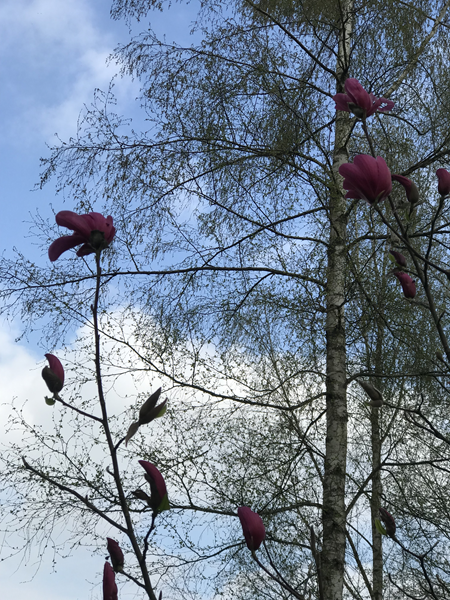 ARBORETUM w SPLEJKOWO