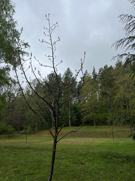 ARBORETUM w SPLEJKOWO