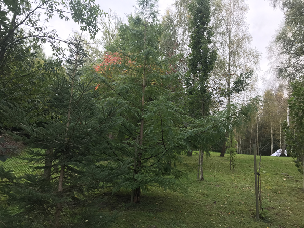 ARBORETUM w SPLEJKOWO