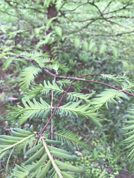 ARBORETUM w SPLEJKOWO