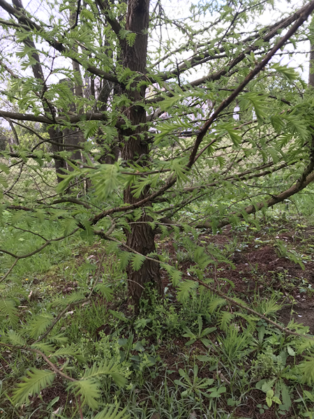 ARBORETUM w SPLEJKOWO