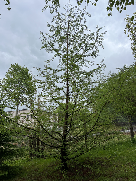ARBORETUM w SPLEJKOWO