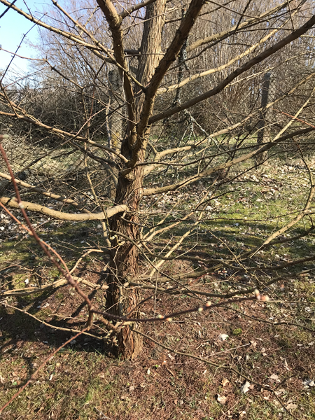 ARBORETUM w SPLEJKOWO