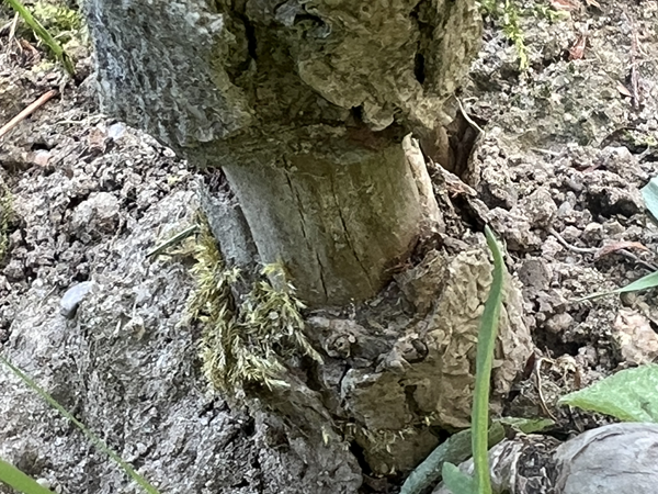 ARBORETUM w SPLEJKOWO