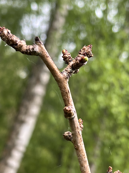 ARBORETUM w SPLEJKOWO
