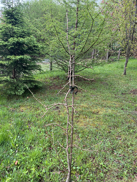 ARBORETUM w SPLEJKOWO