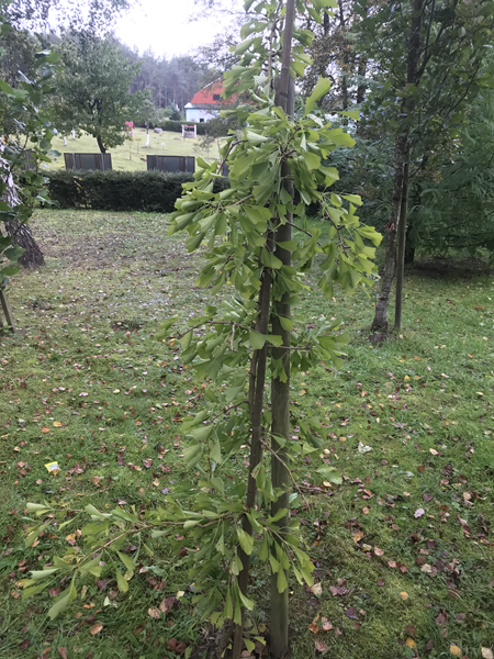 ARBORETUM w SPLEJKOWO